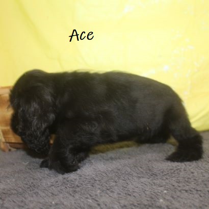 puppy, for, sale, Cocker Spaniel, Joe & Cherri  Overlease, dog, breeder, Miller, MO, dog-breeder, puppy-for-sale, forsale, nearby, find, puppyfind, locator, puppylocator, aca